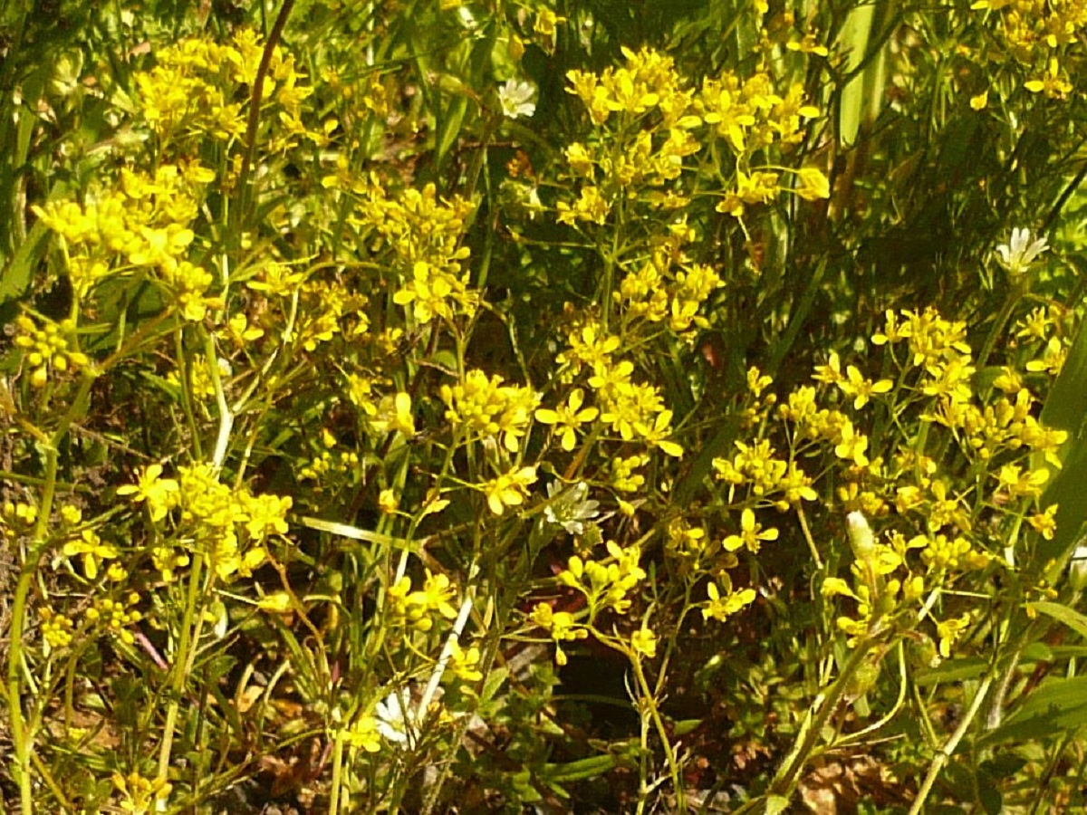 Rorippa pyrenaica var. pyrenaica (Brassicaceae)